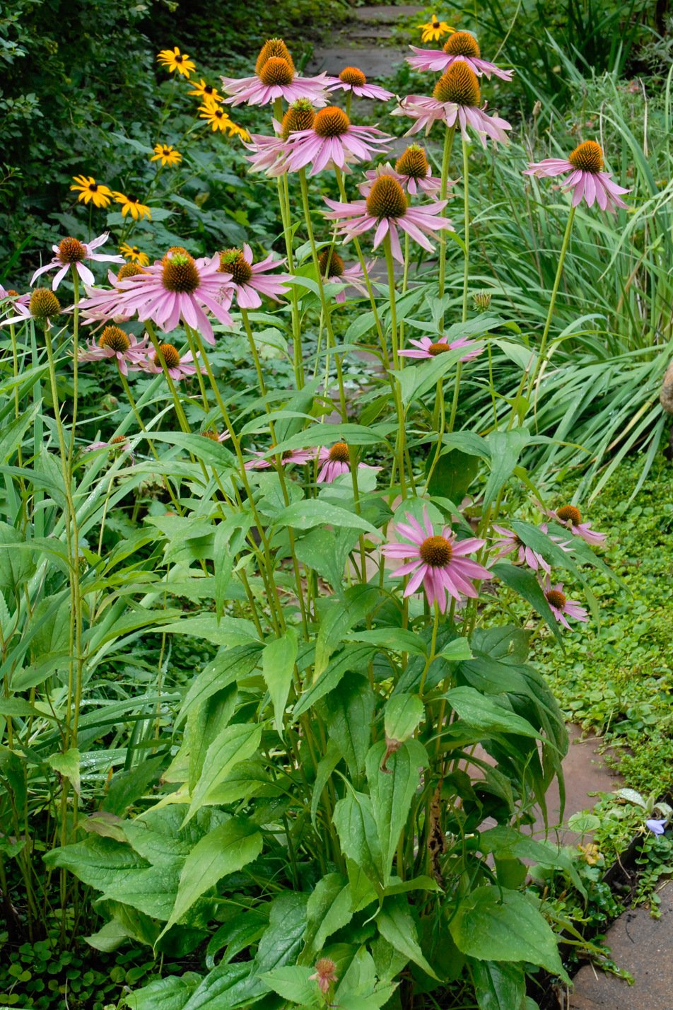 Eastern Purple Coneflower