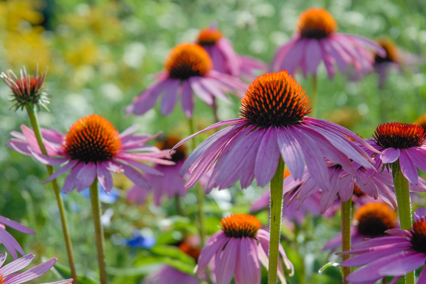 Purple Coneflower