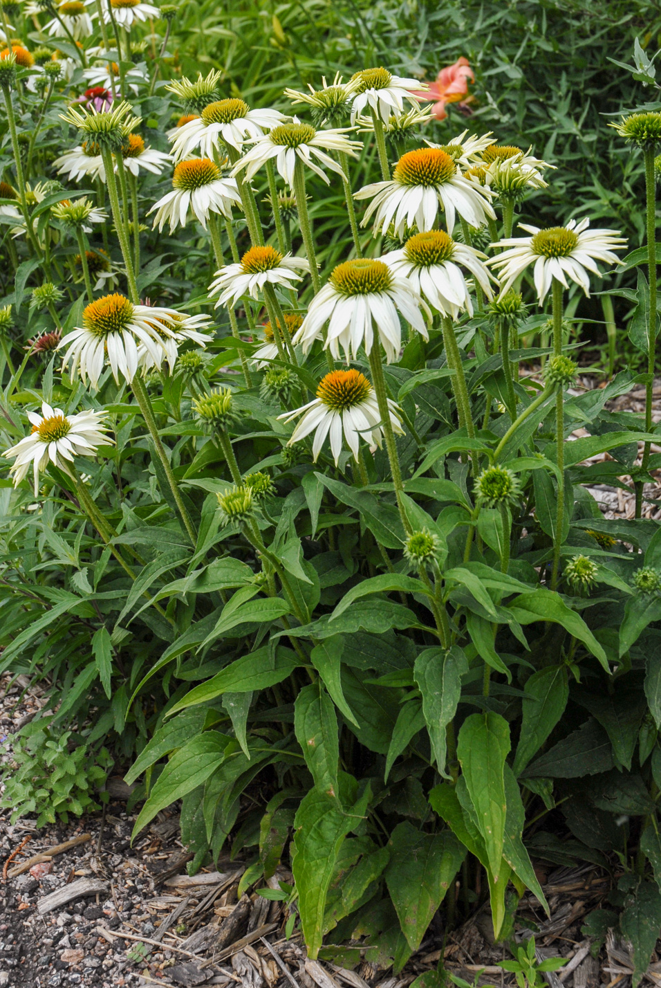 White Coneflower