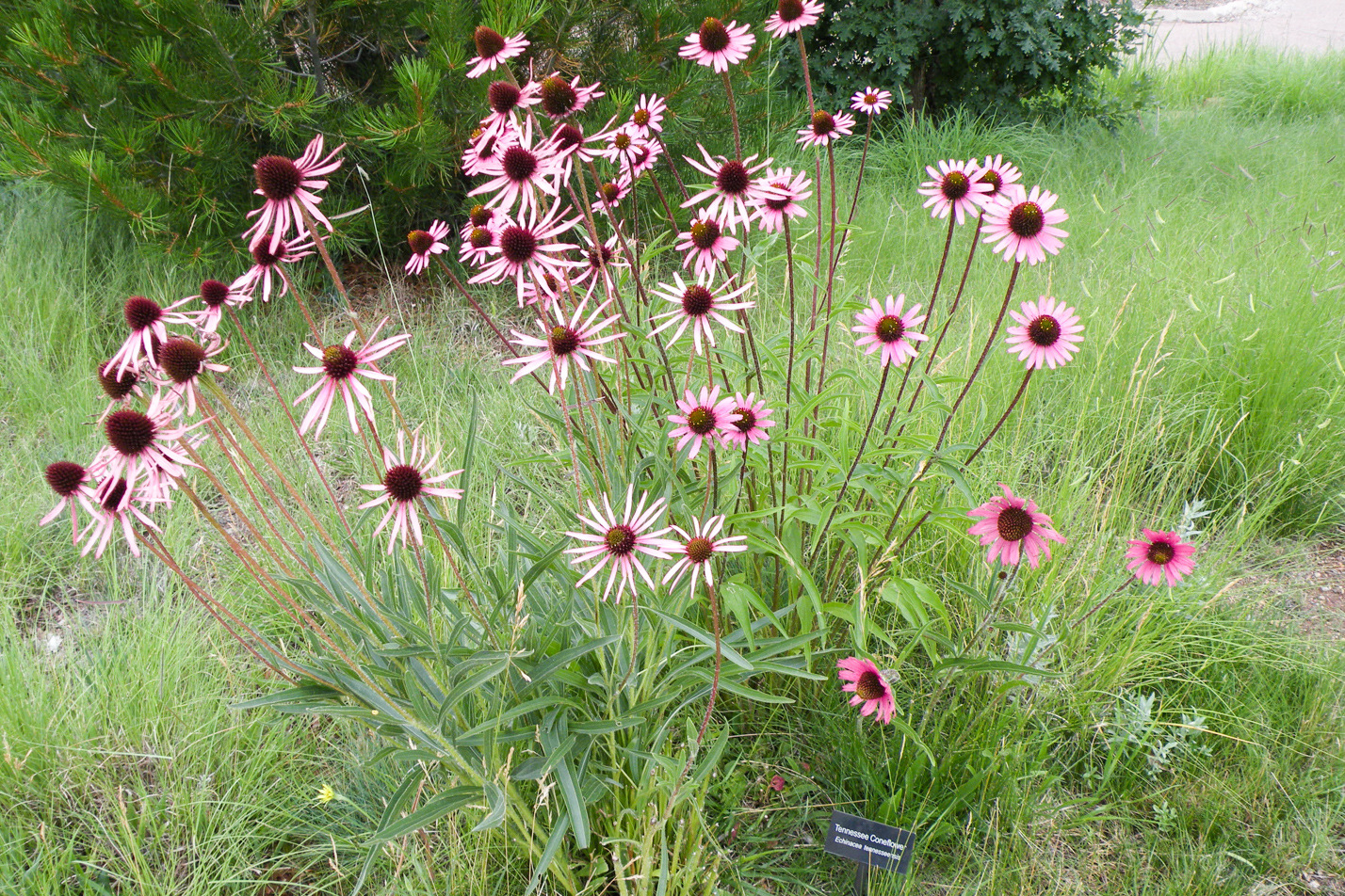 Tennessee Purple Coneflower