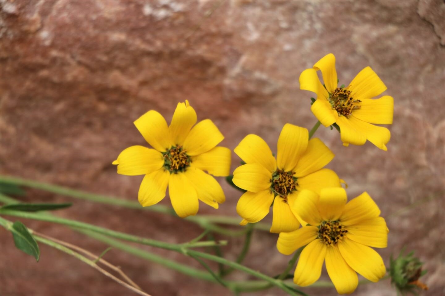 Engelmann's Daisy