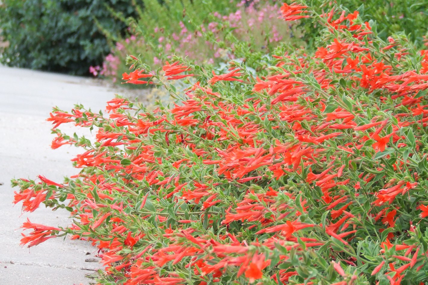 Orange Carpet Hummingbird Trumpet