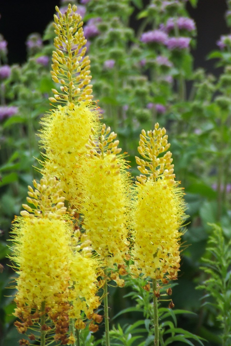 Yellow Foxtail Lily