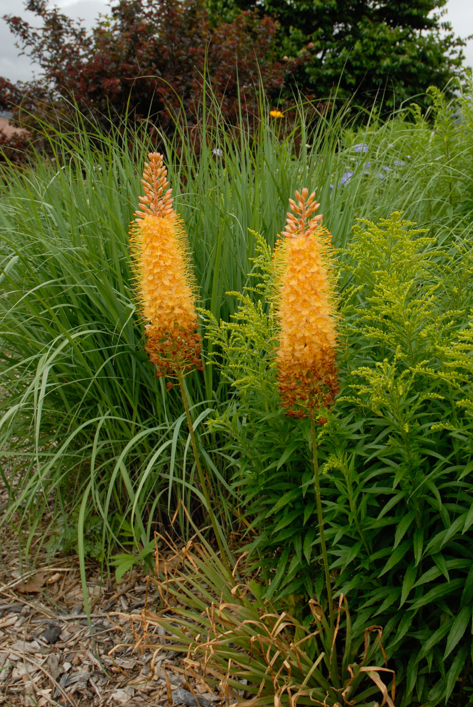 Orange Foxtail Lily