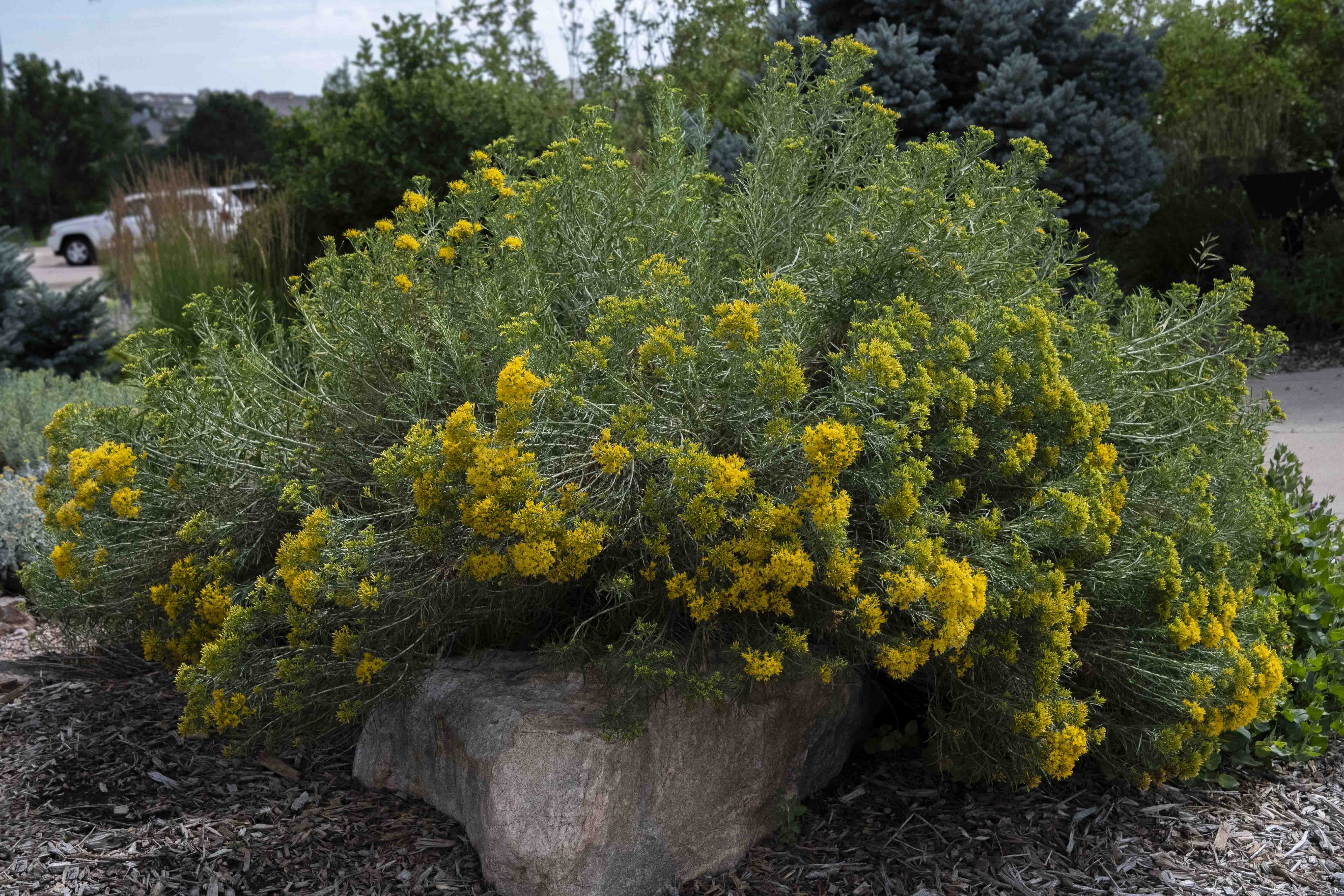 Dwarf Blue Rabbitbrush