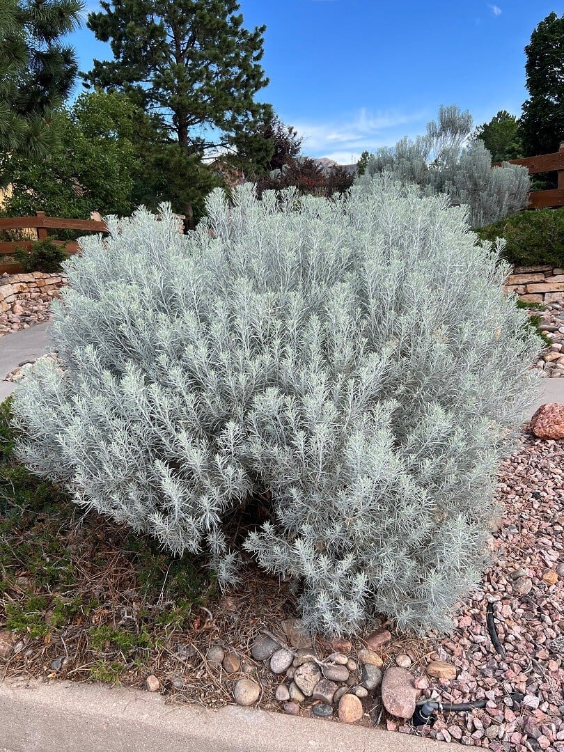 Tall Rabbitbrush