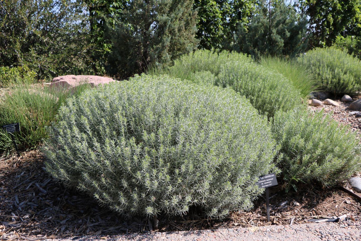 Baby blue rabbitbrush