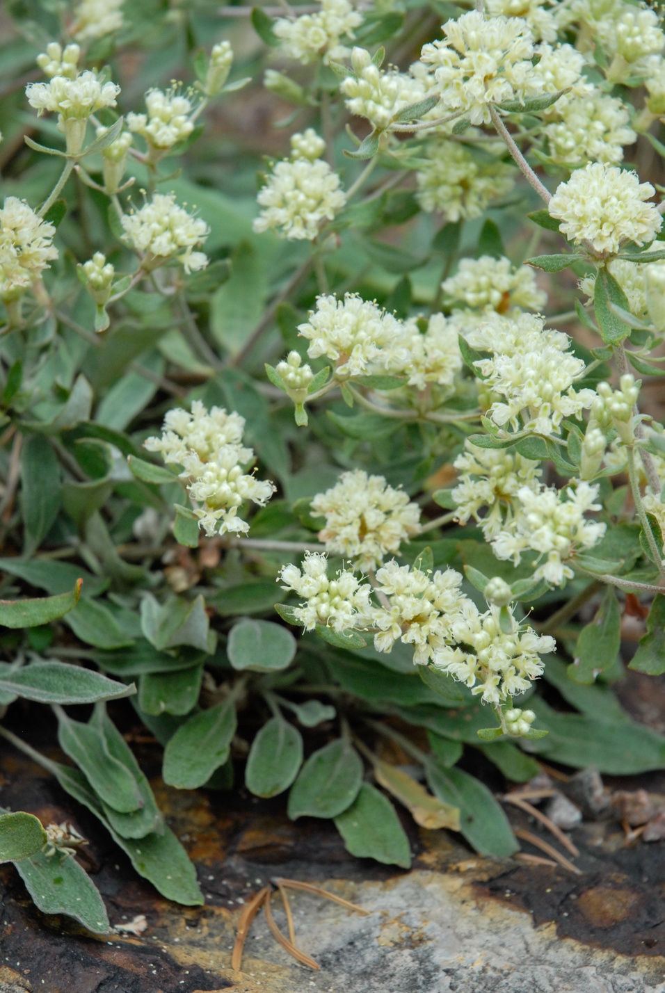 James' Buckwheat