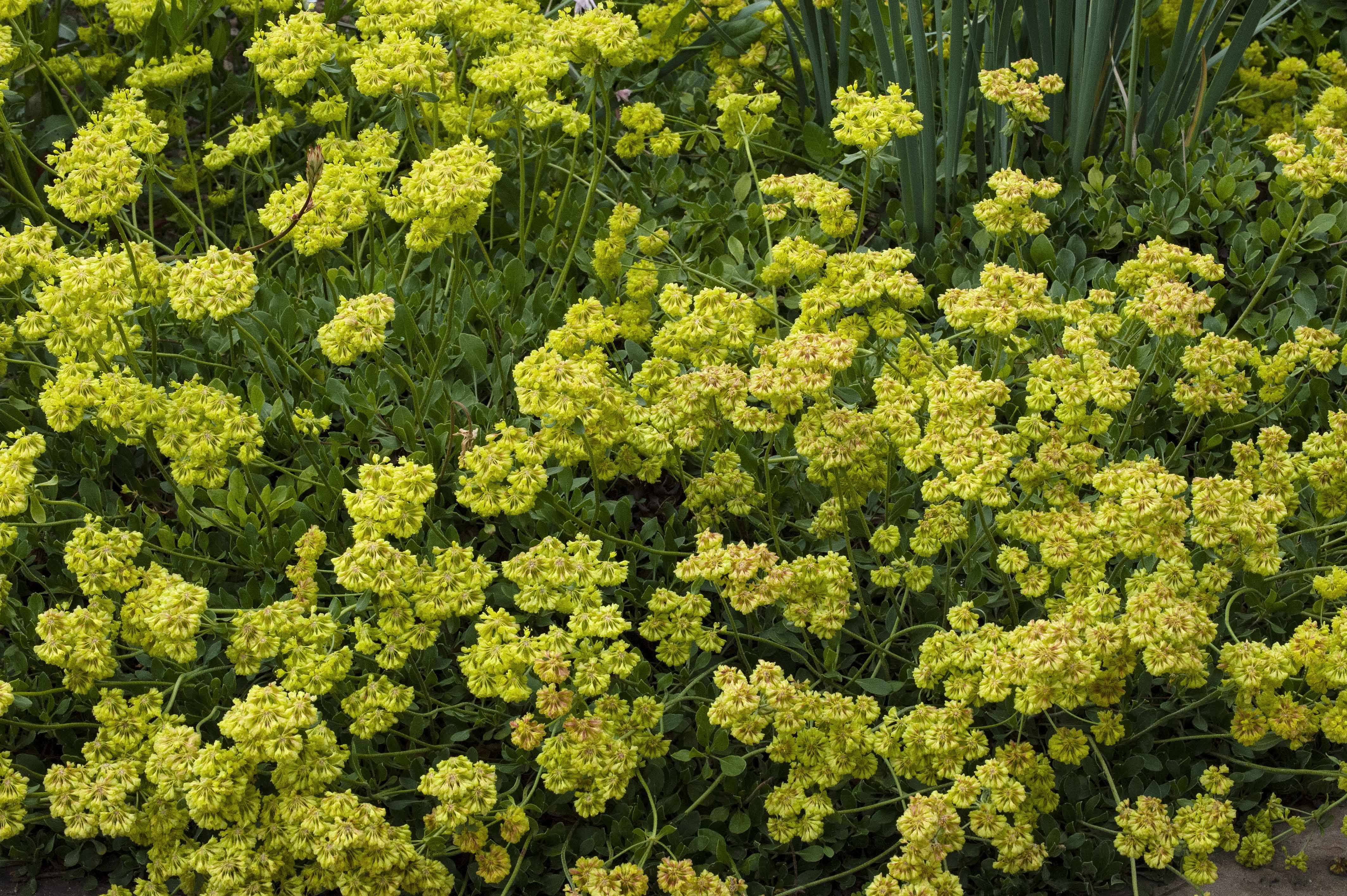 Sulfur Flower