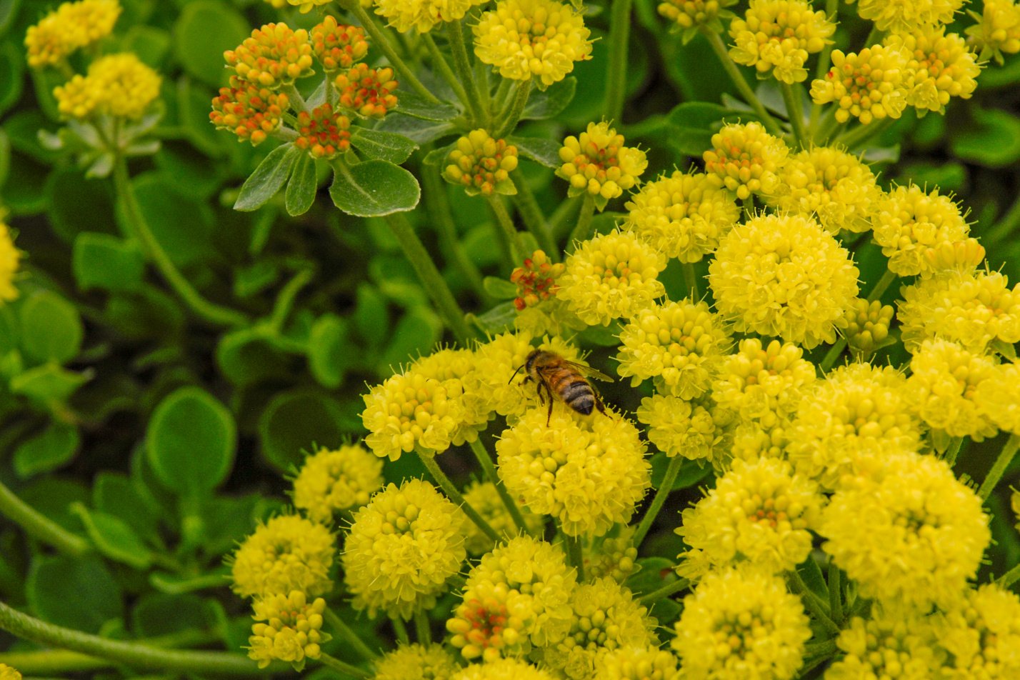 Kannah Creek Buckwheat