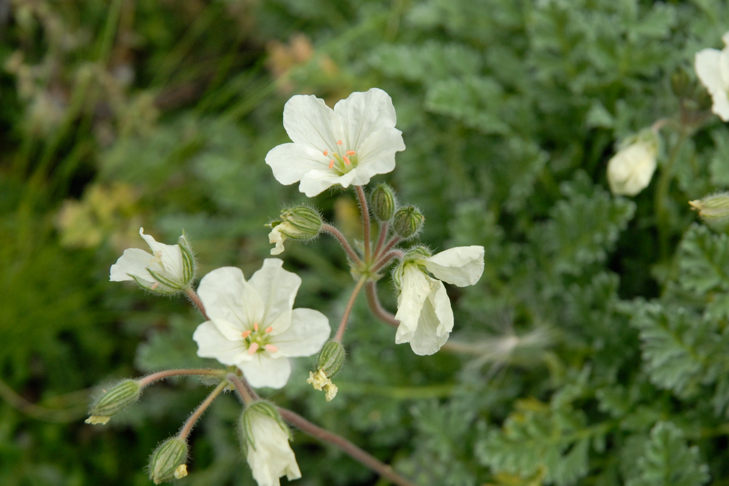 Golden Storksbill