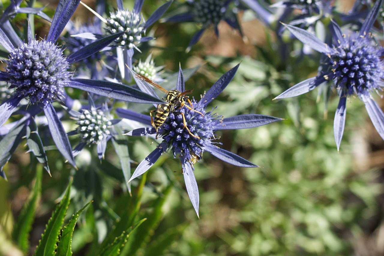 Sea Holly