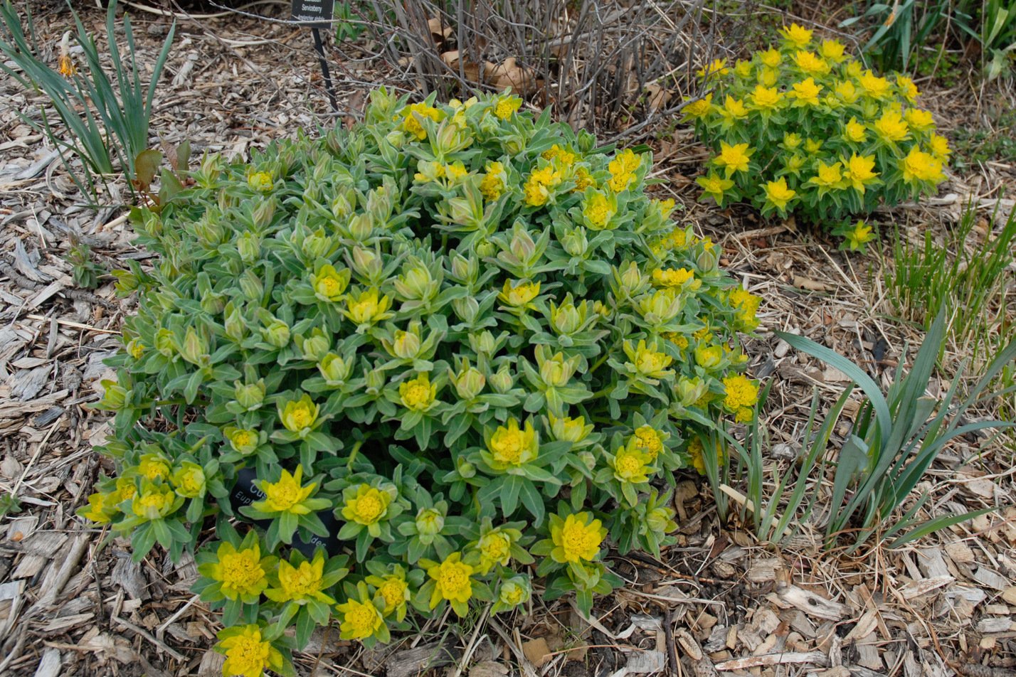 Cushion Spurge