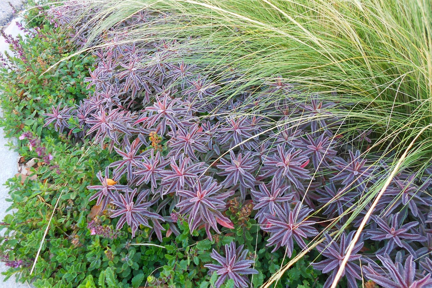 Bonfire Euphorbia