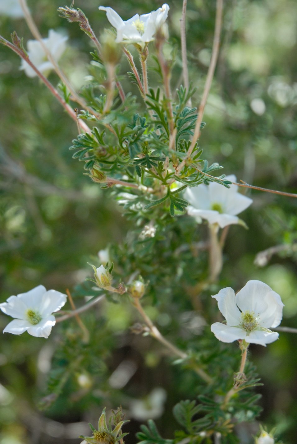 Apache Plume