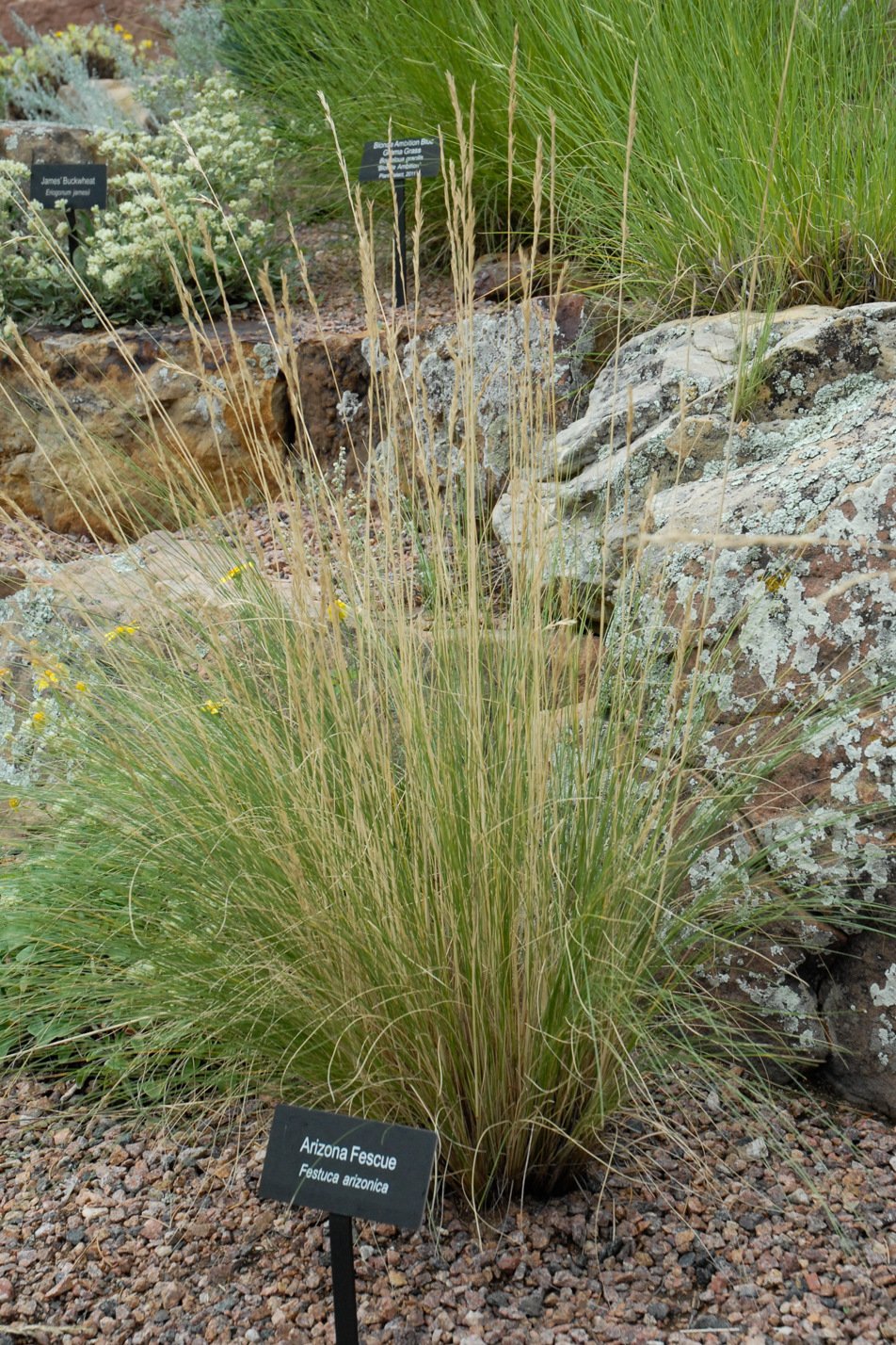 Arizona Fescue