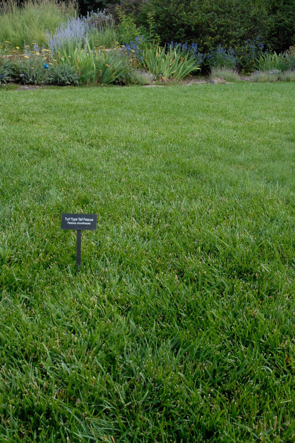 Turf-type Tall Fescue