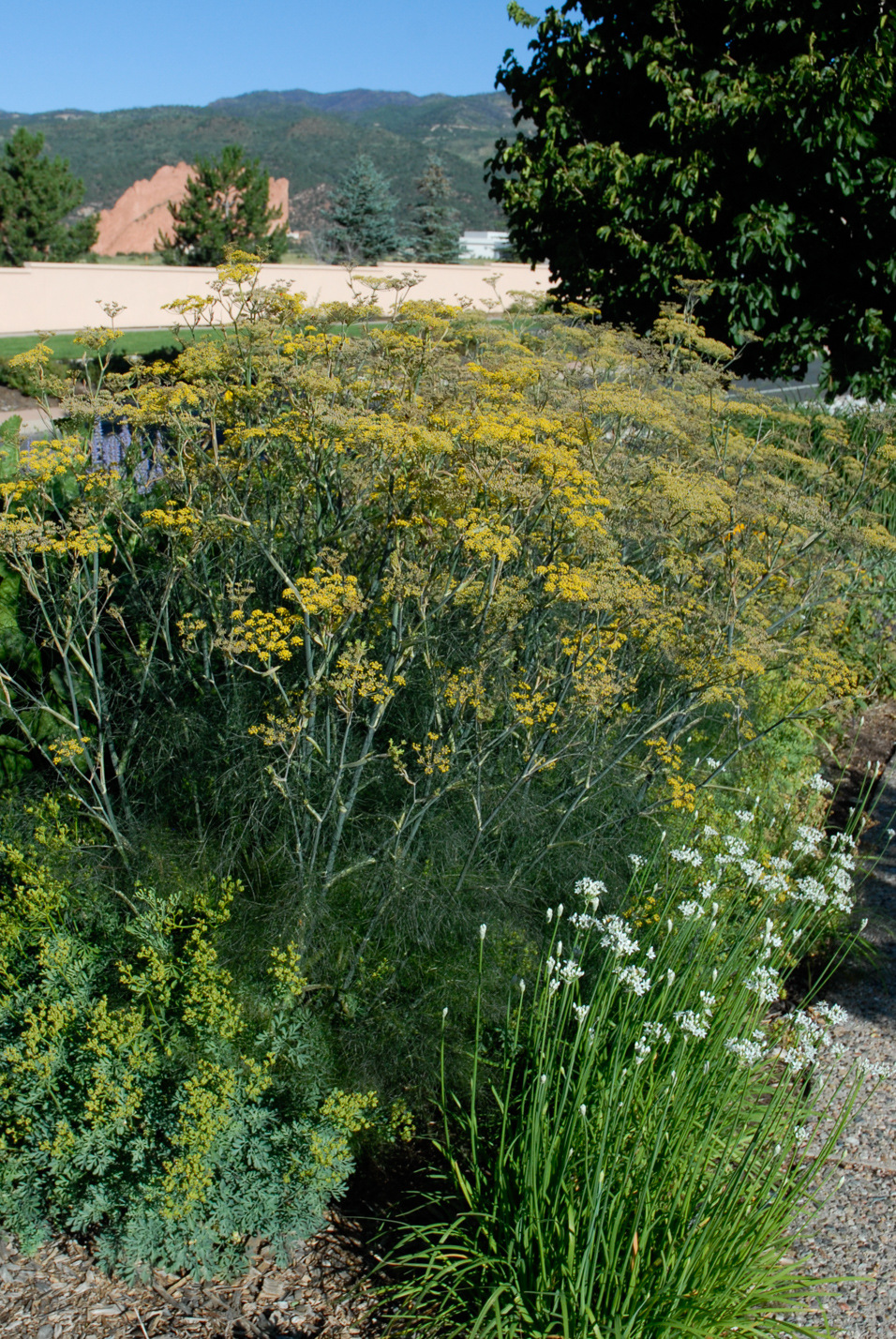 Bronze Fennel