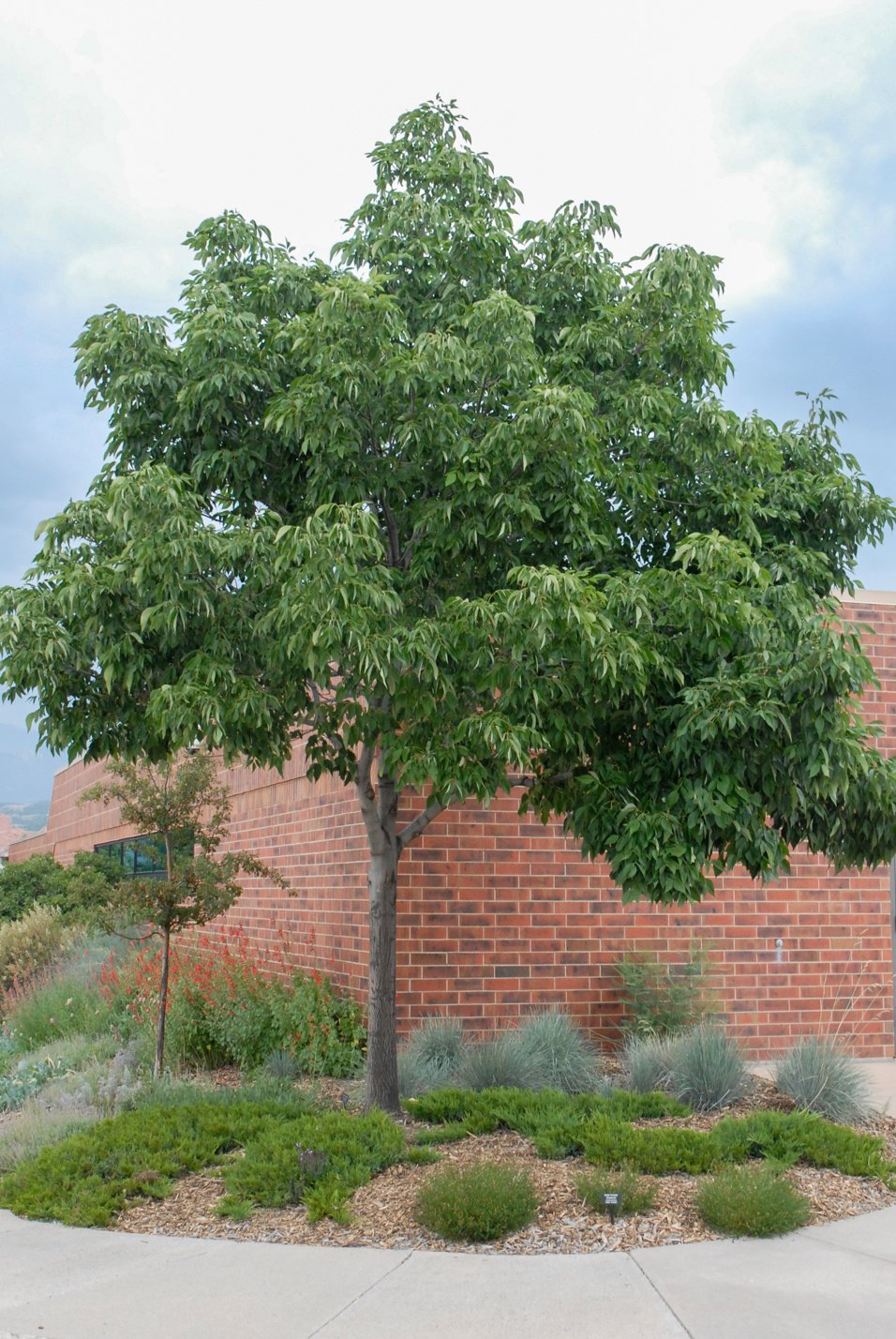 Autumn Purple Ash