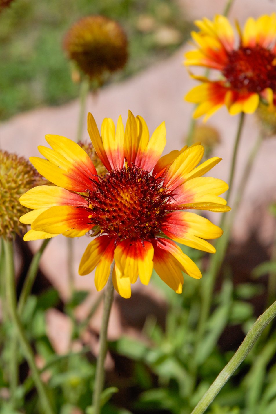 Common Gaillardia