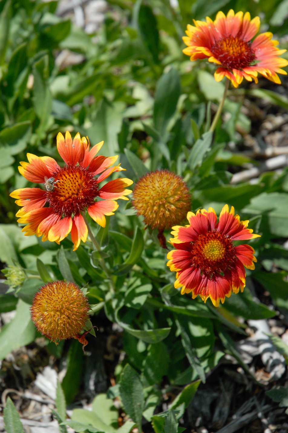 Goblin Blanket Flower