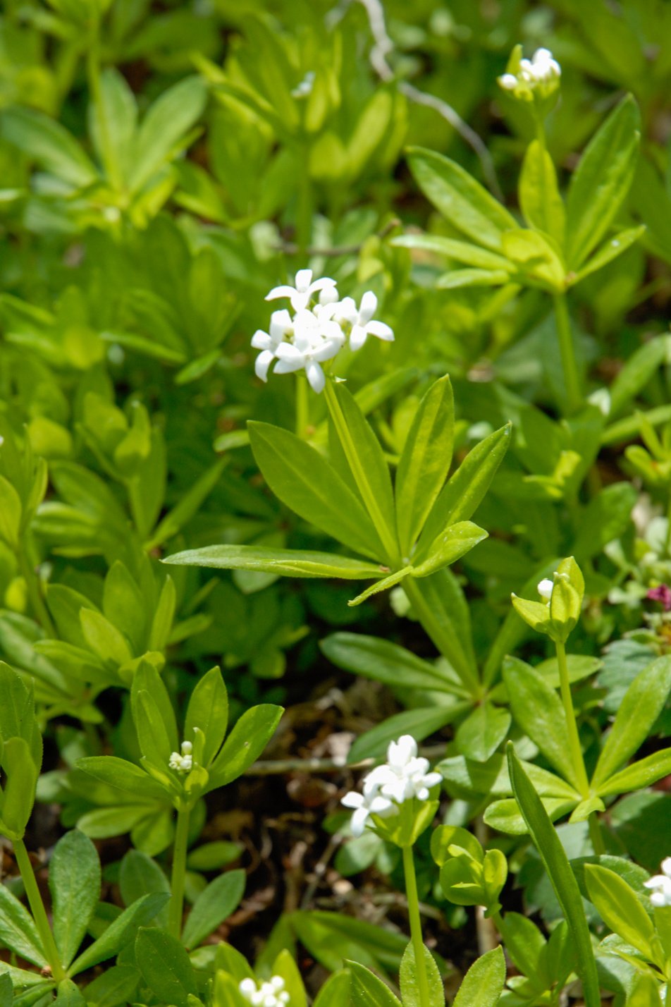 Sweet Woodruff