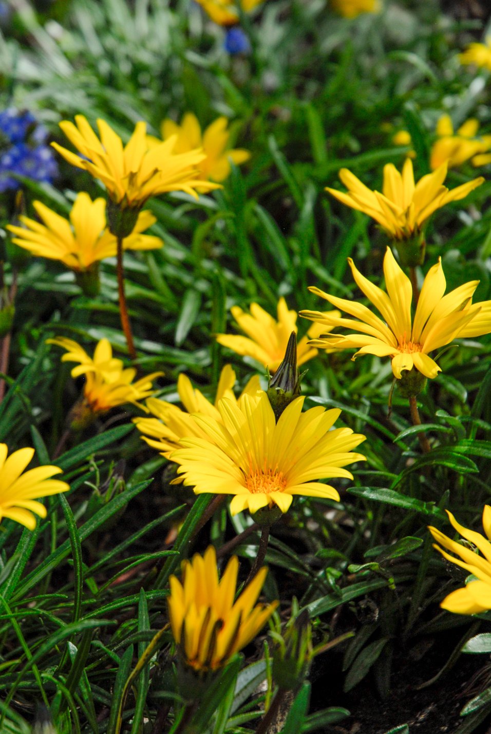 Colorado Gold Gazania