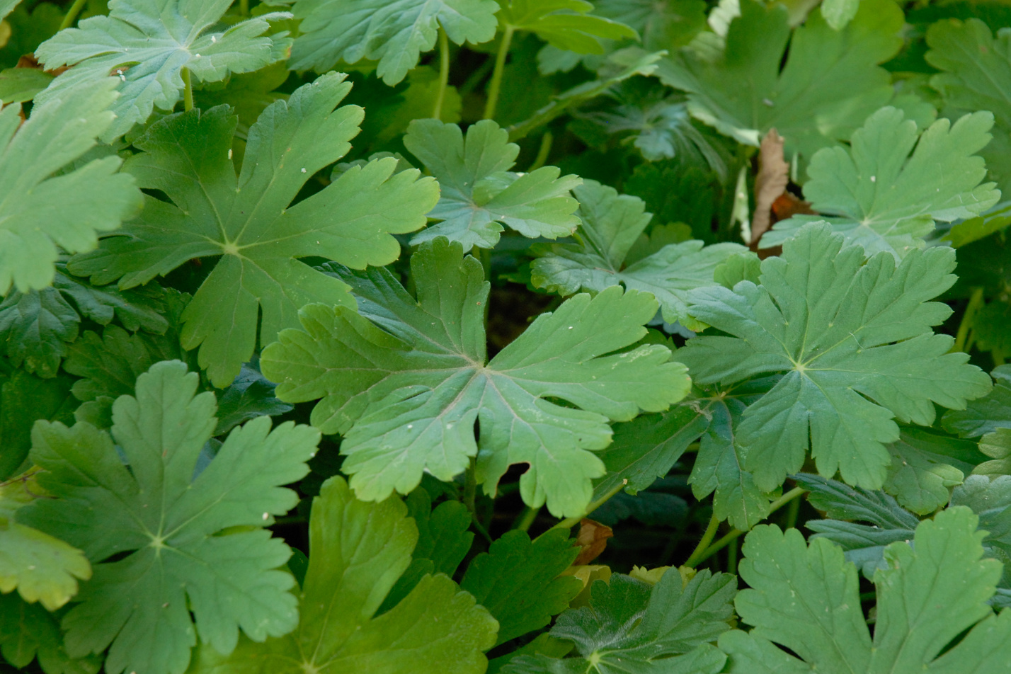 Bigroot Geranium