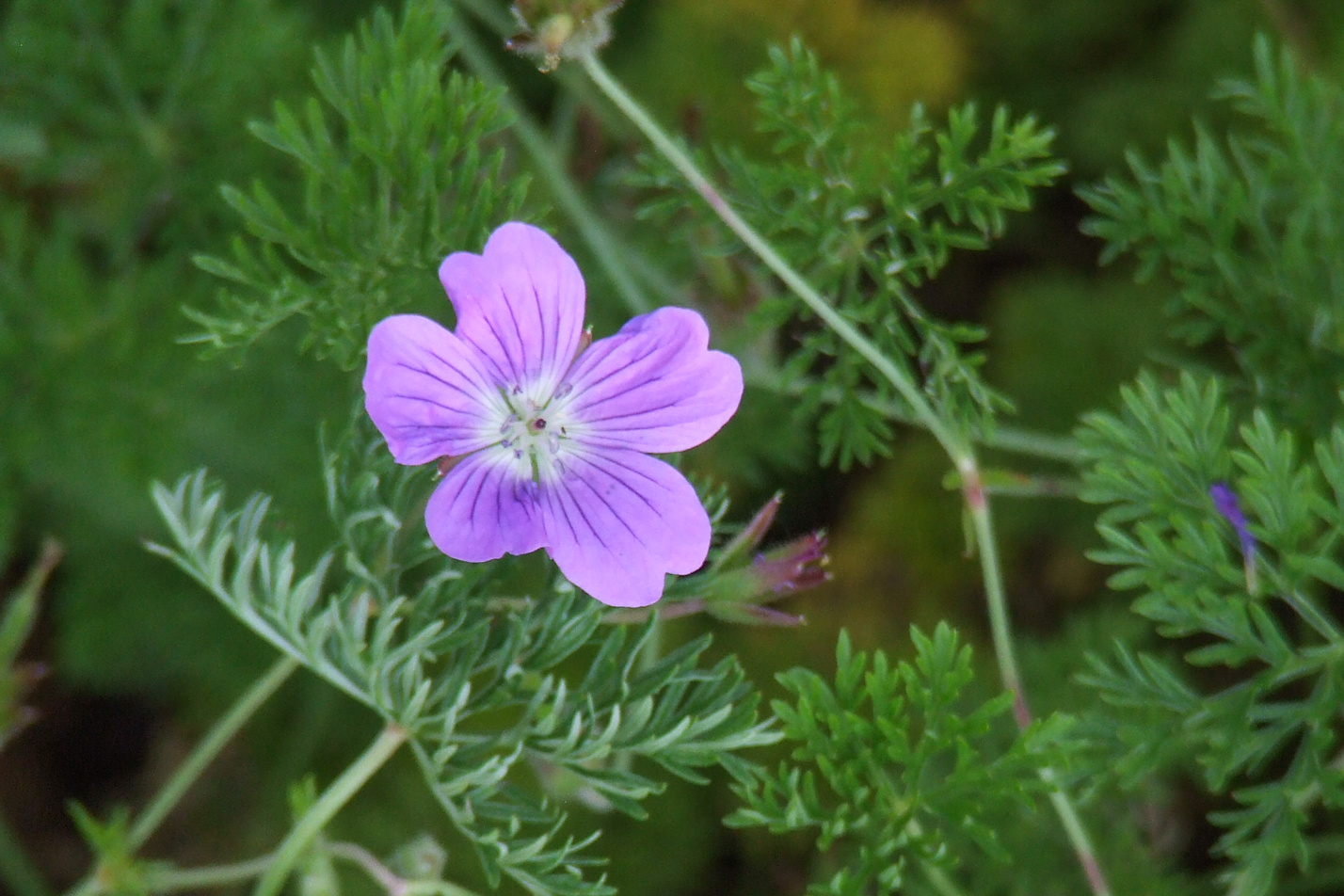 La Veta Lace Geranium