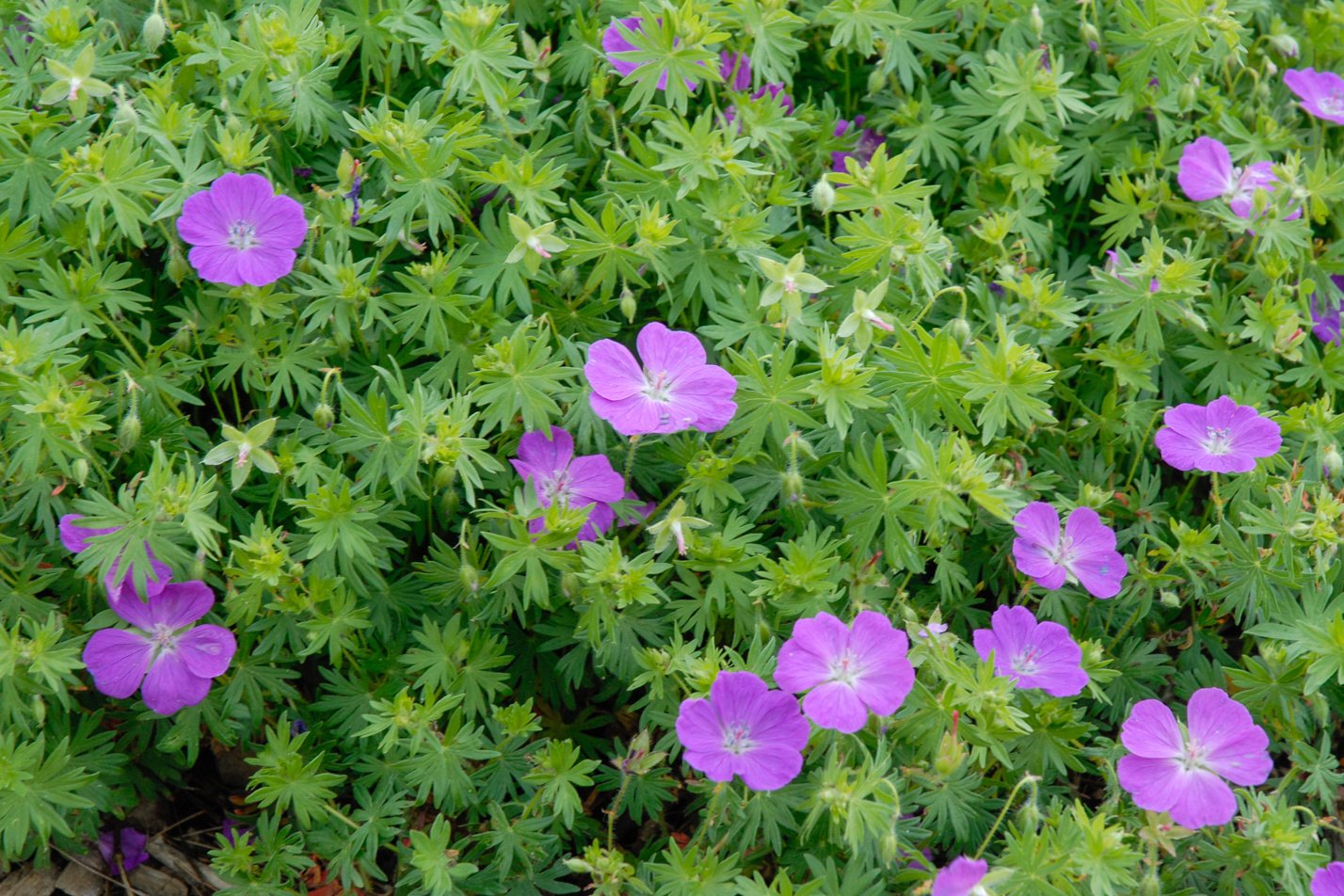 Bloody Cranesbill