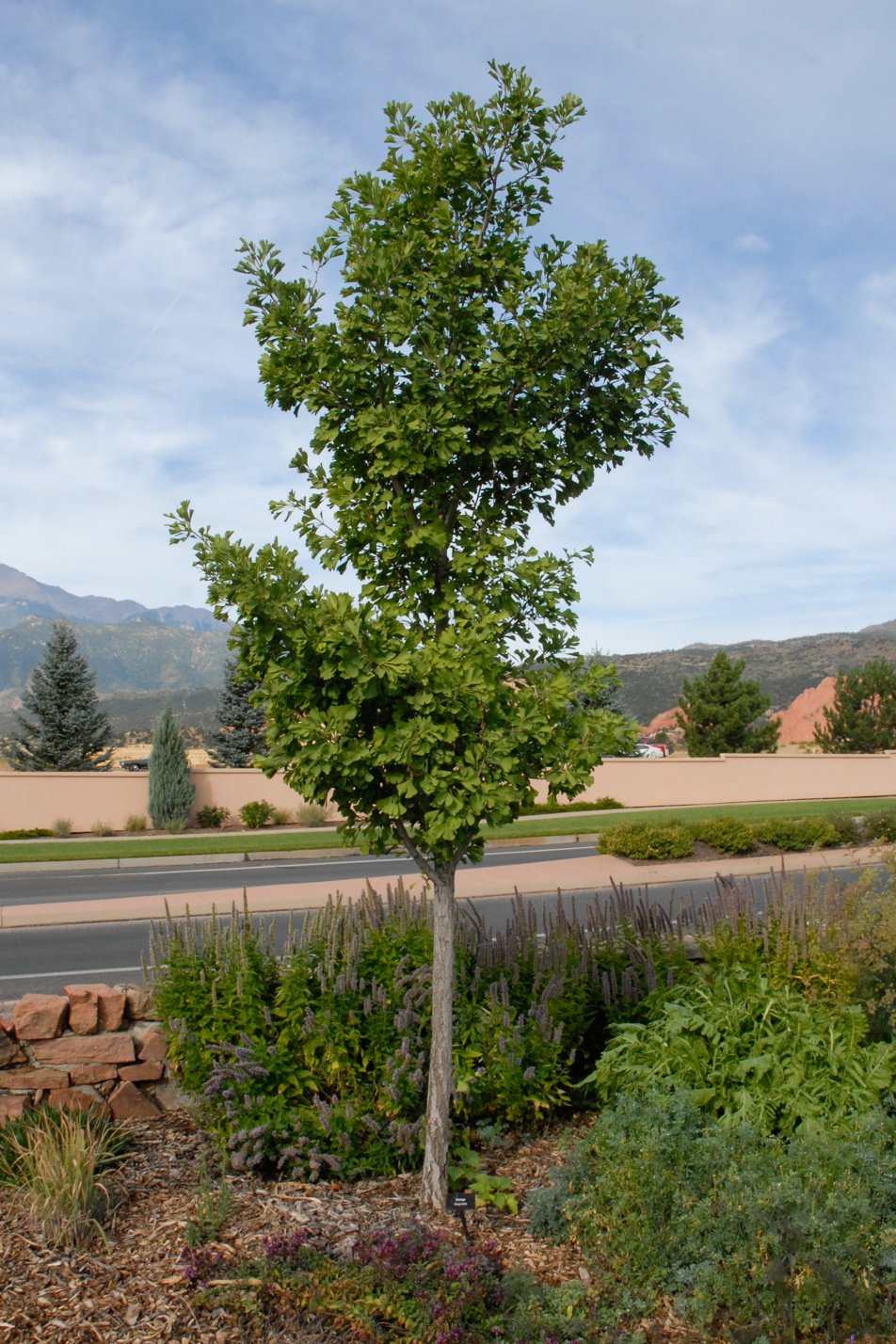 Maidenhair Tree