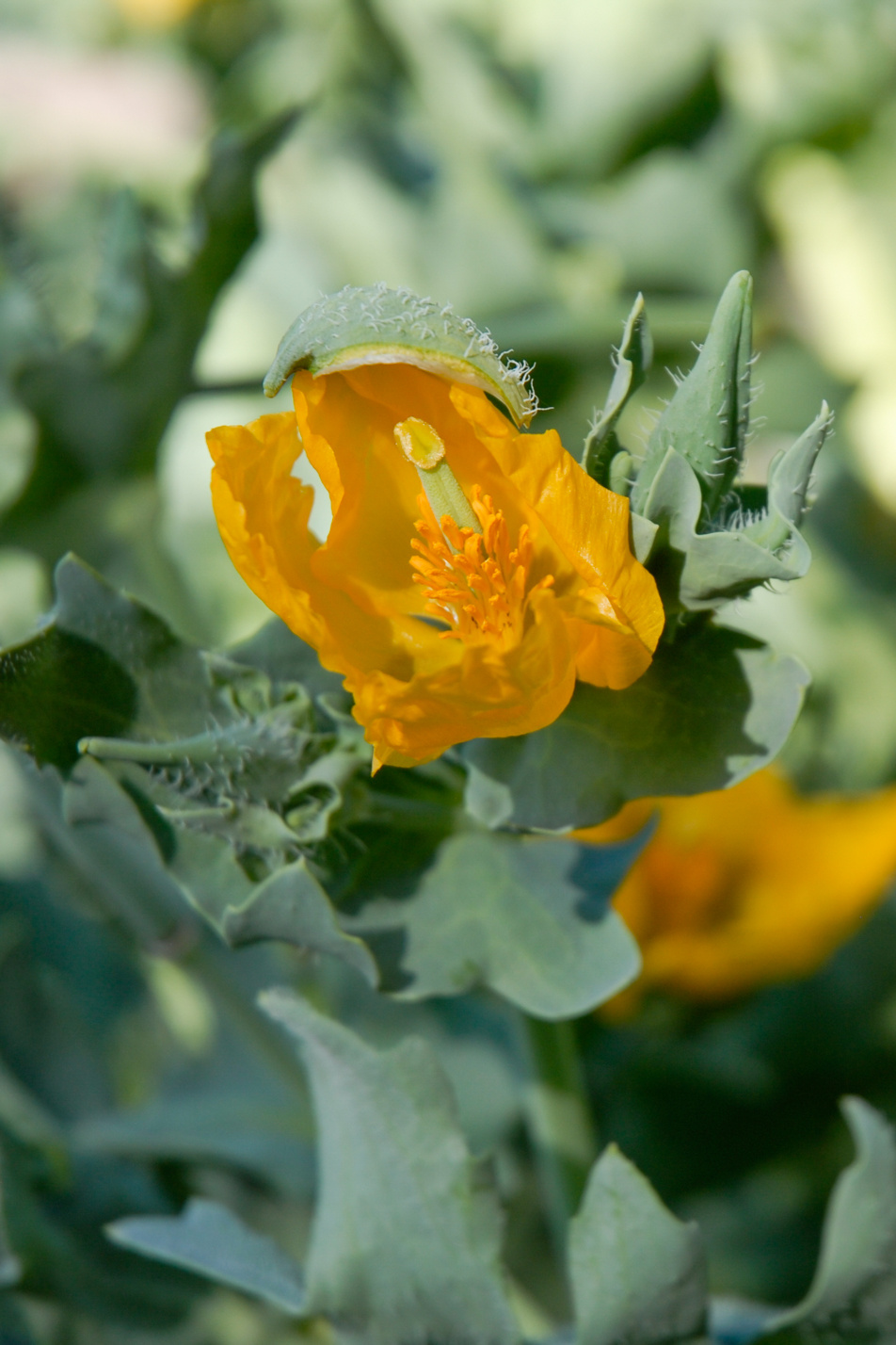 Yellow Hornpoppy