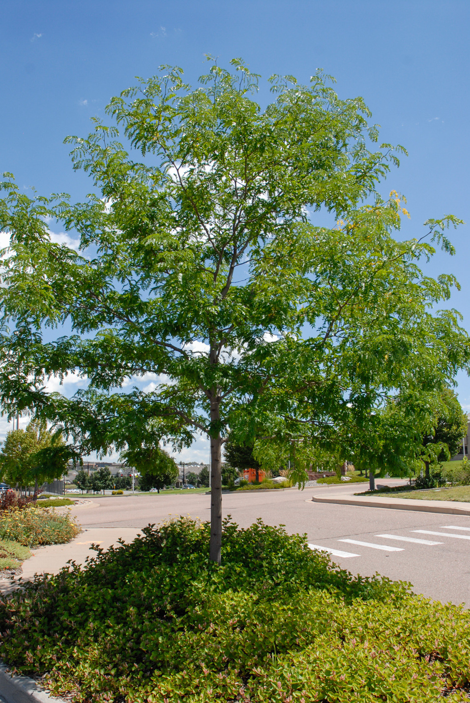 Thornless Honeylocust