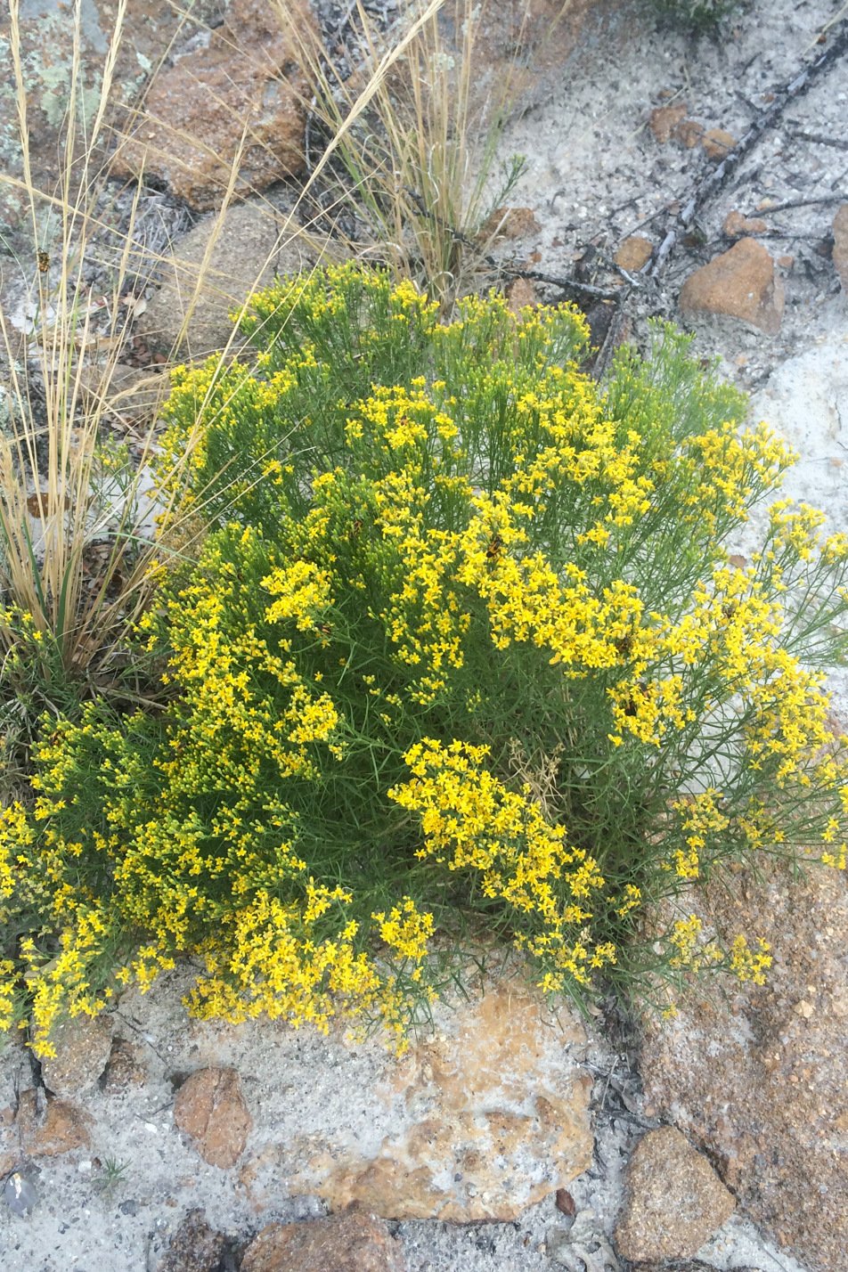 Broom Snakeweed