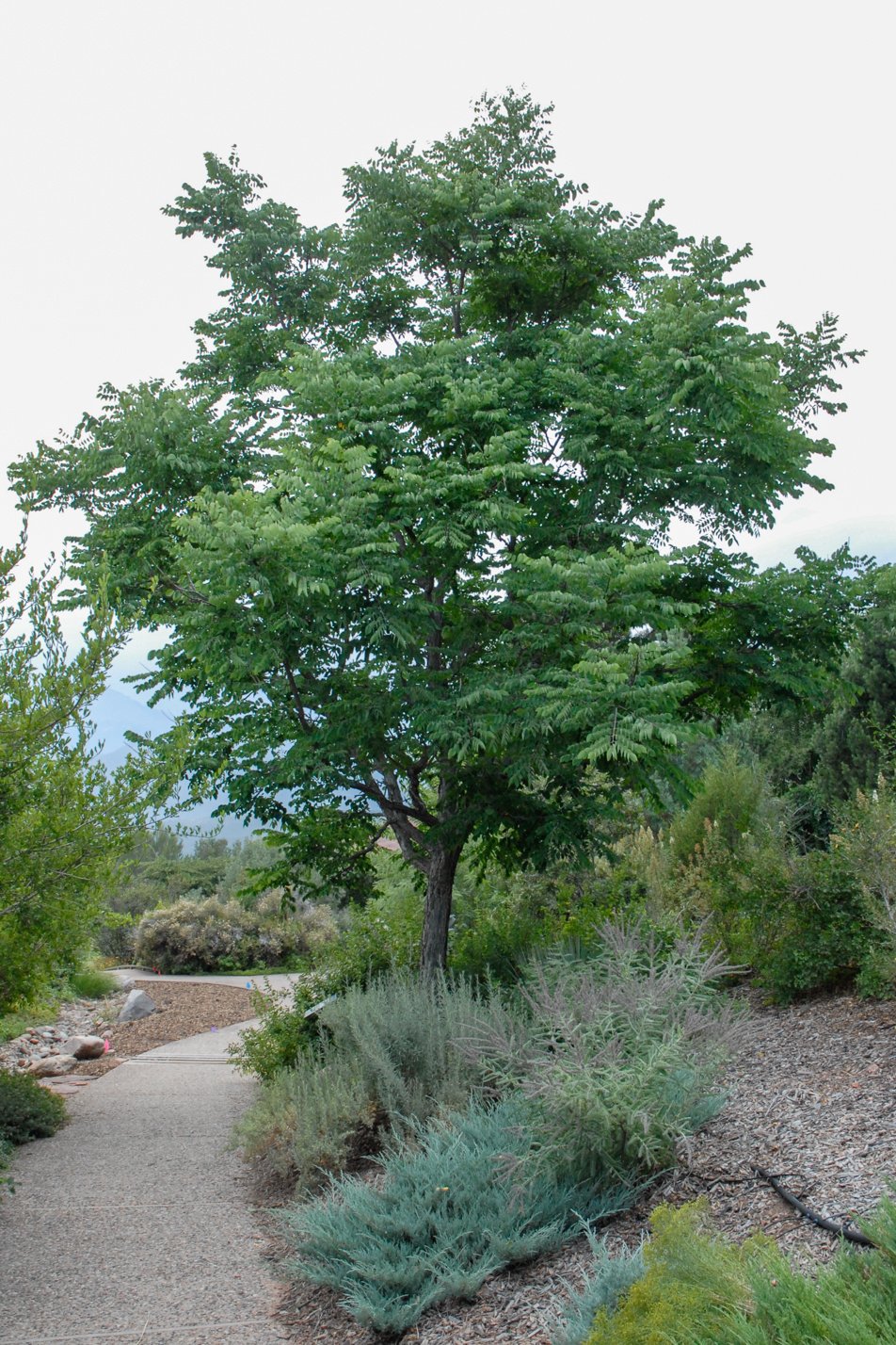 Kentucky Coffeetree