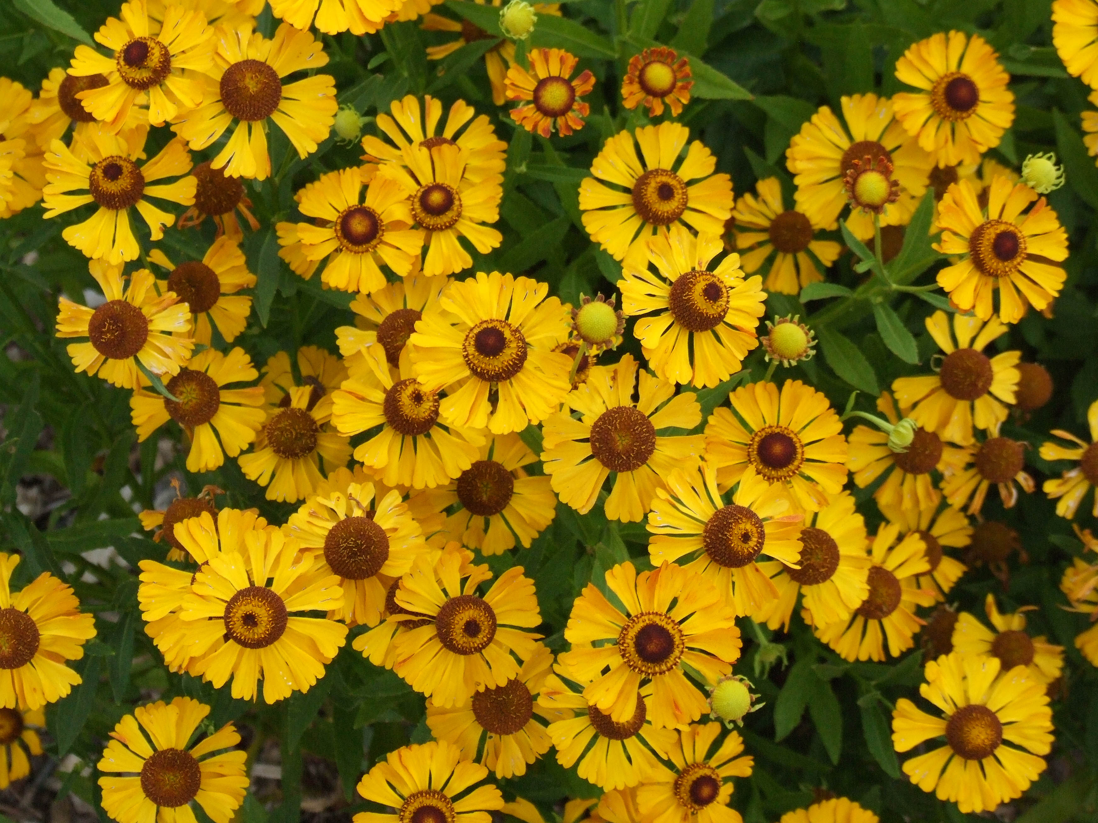 Sneezeweed