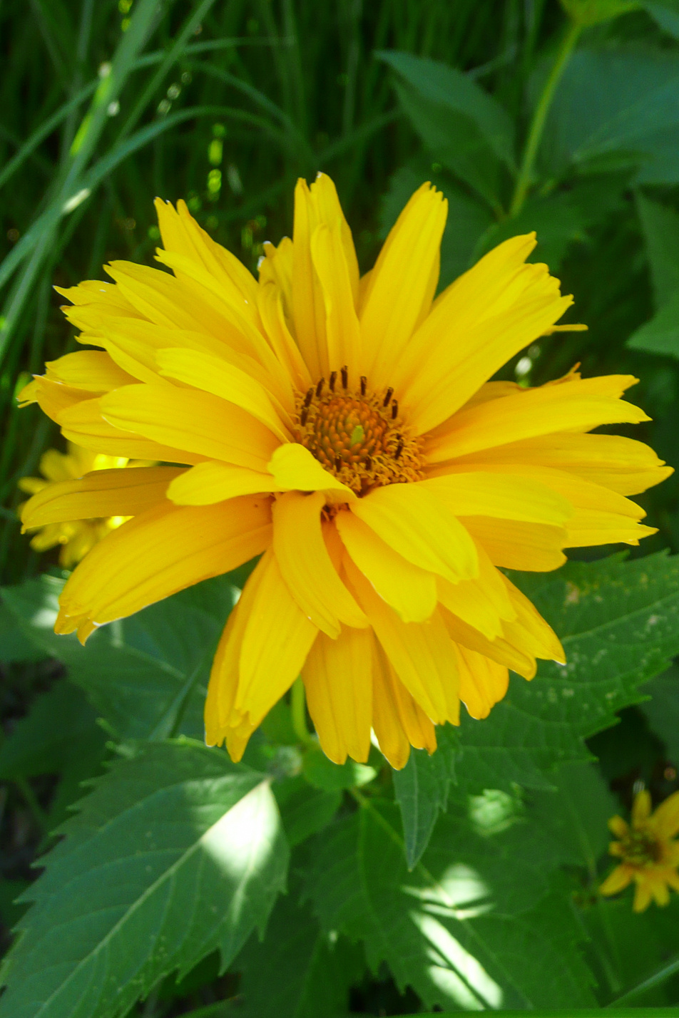 False Sunflower