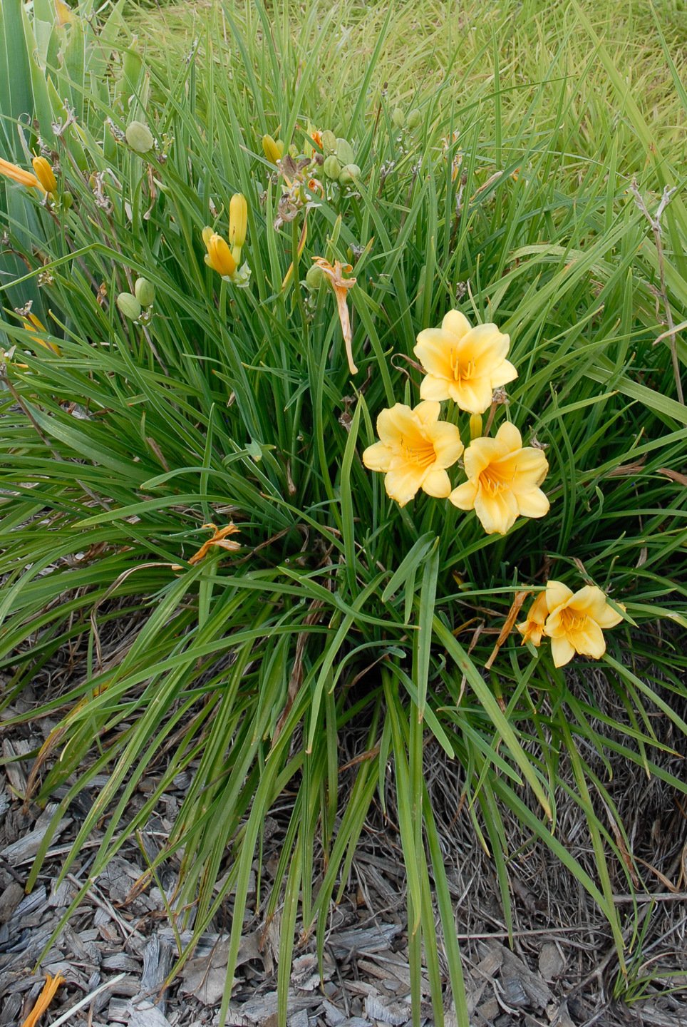 Stella D'Oro Daylily