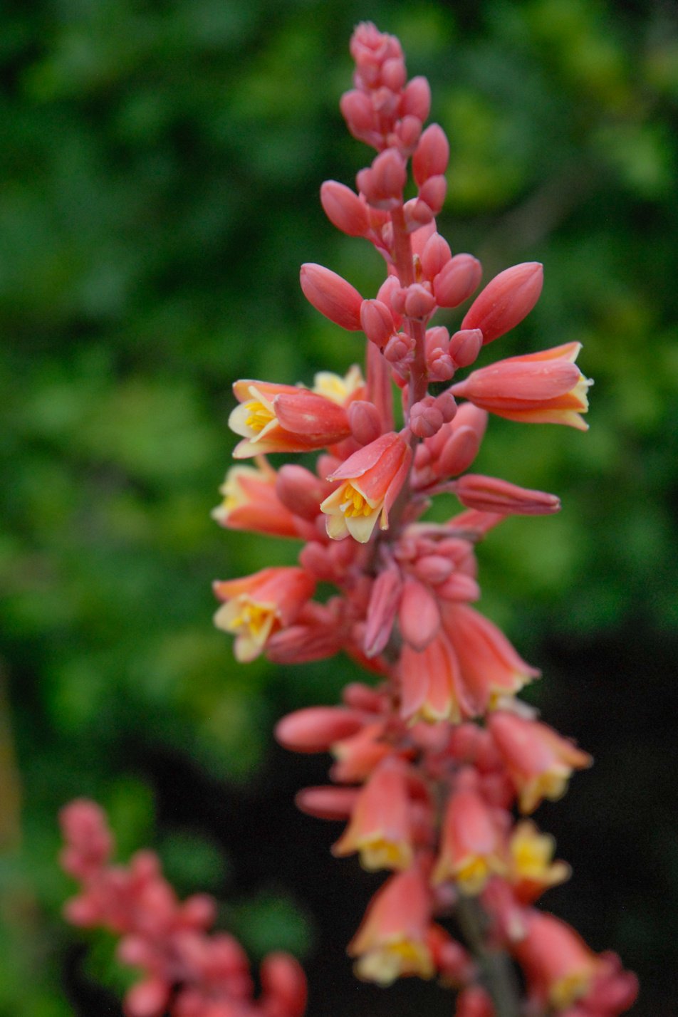 Red Hesperaloe