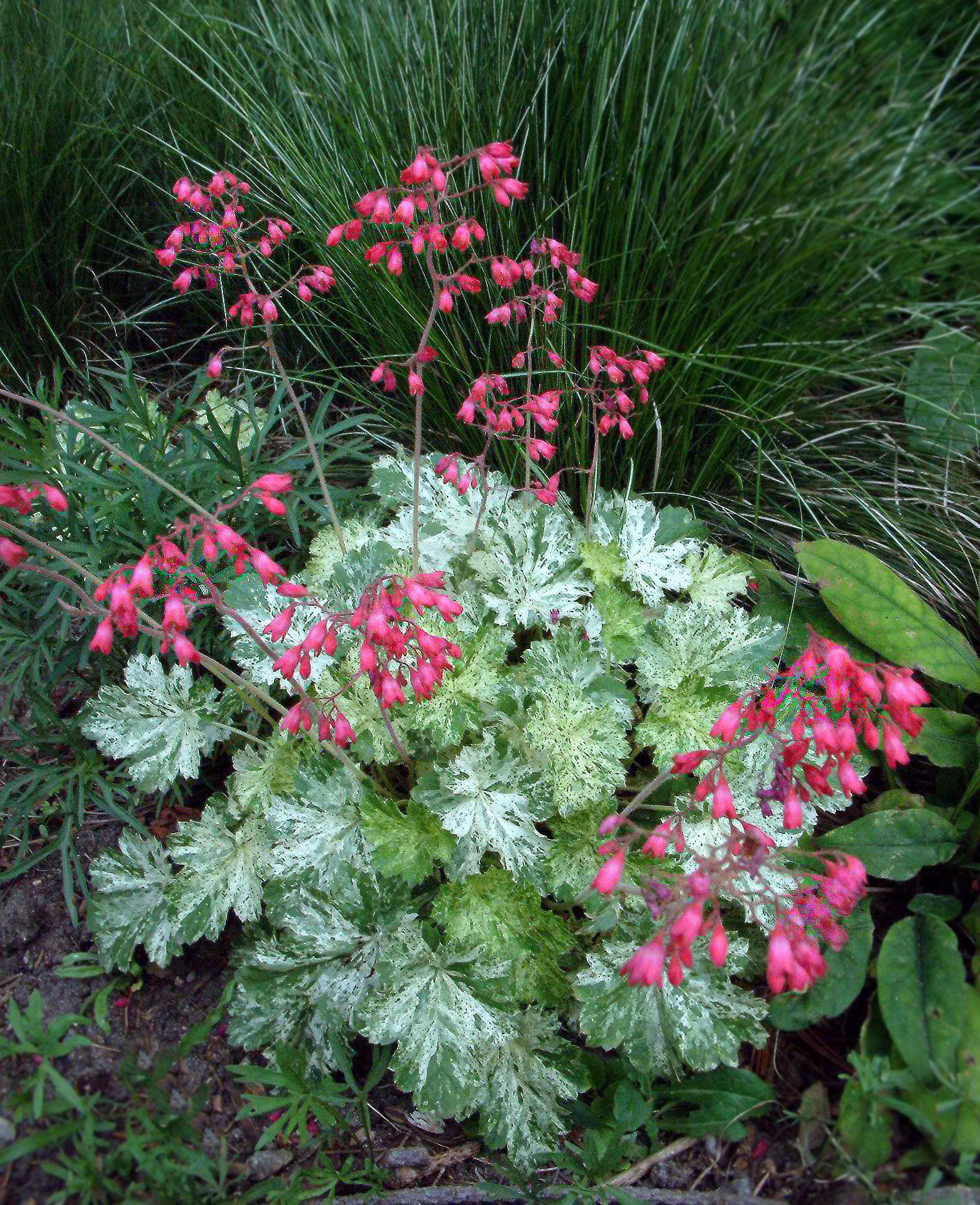 Snow Angel Coral Bells