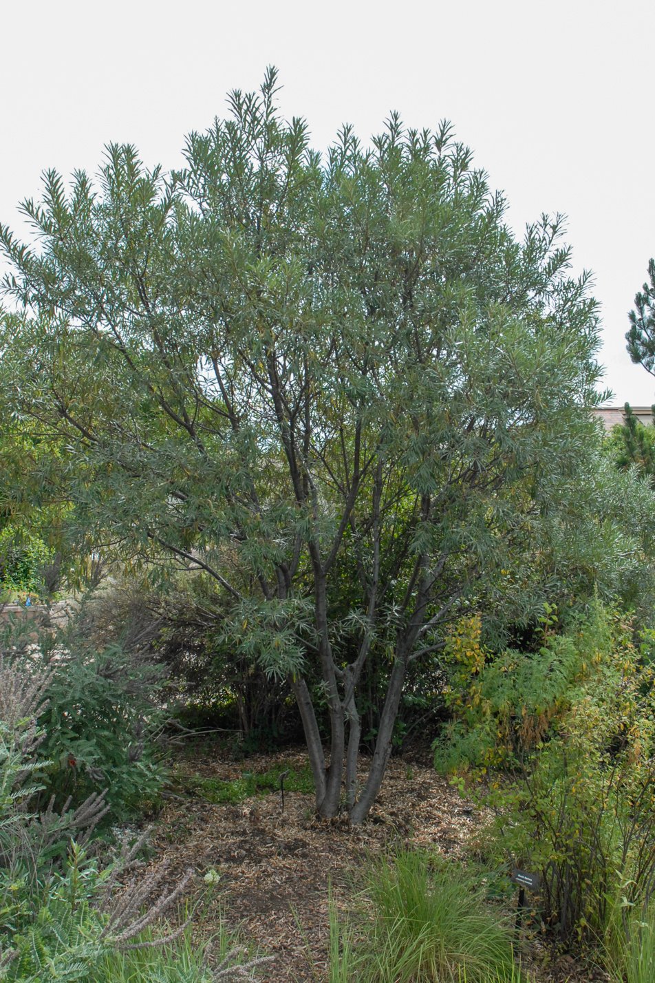 Common Sea Buckthorn