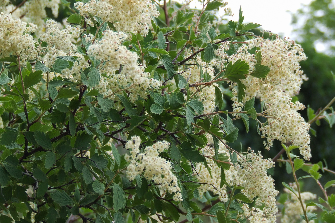 Rock Spirea