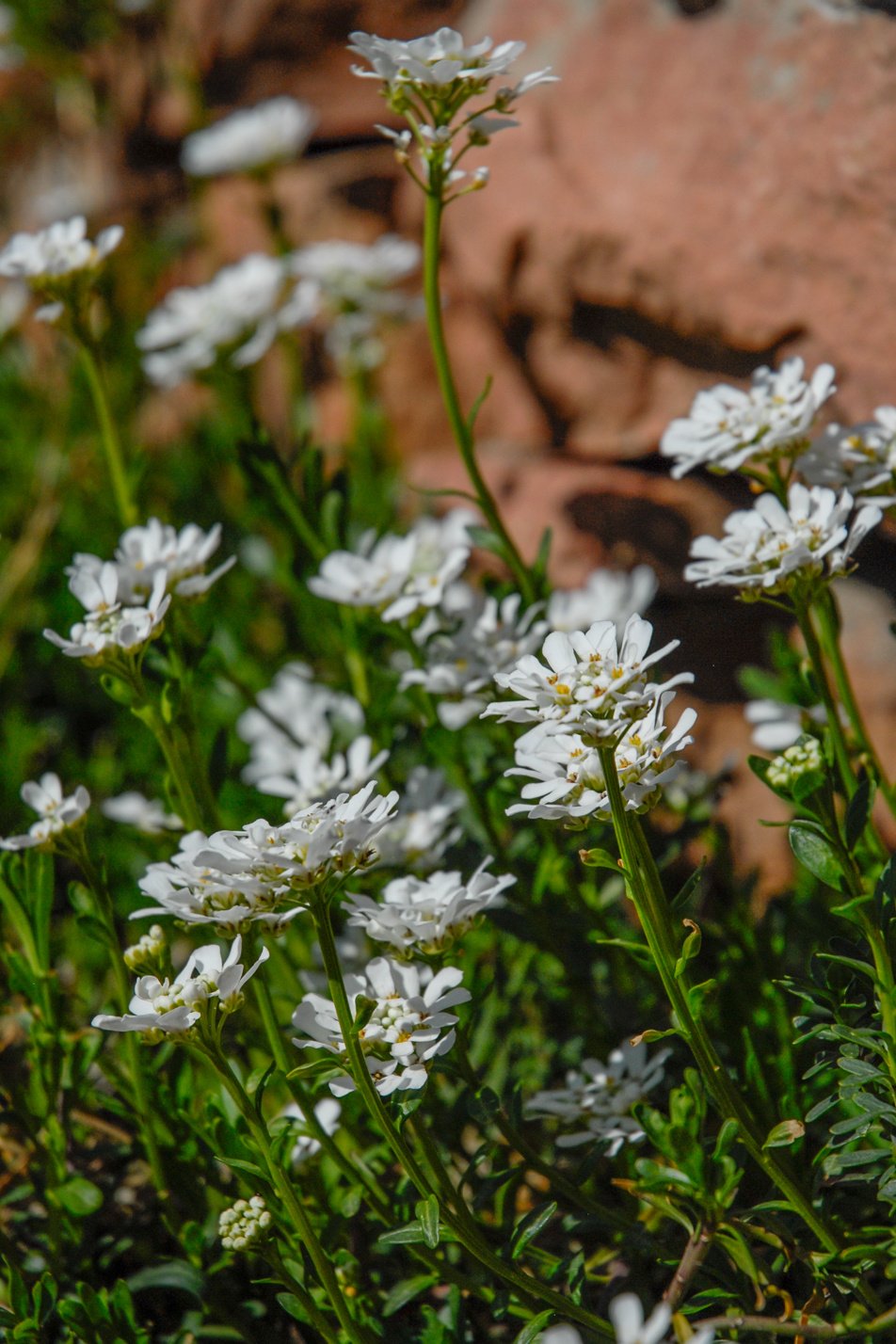 Candytuft