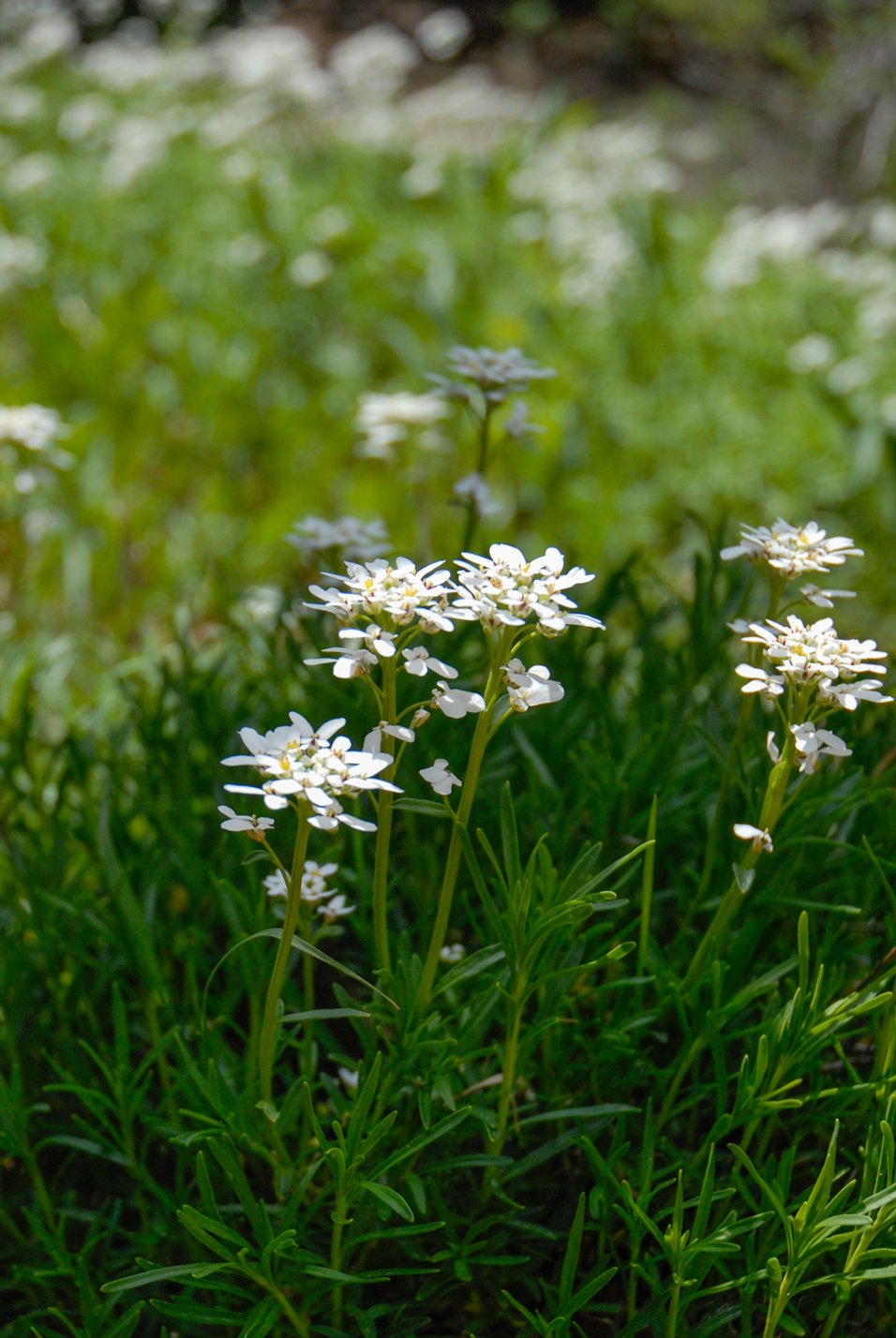 Snowflake Candytuft