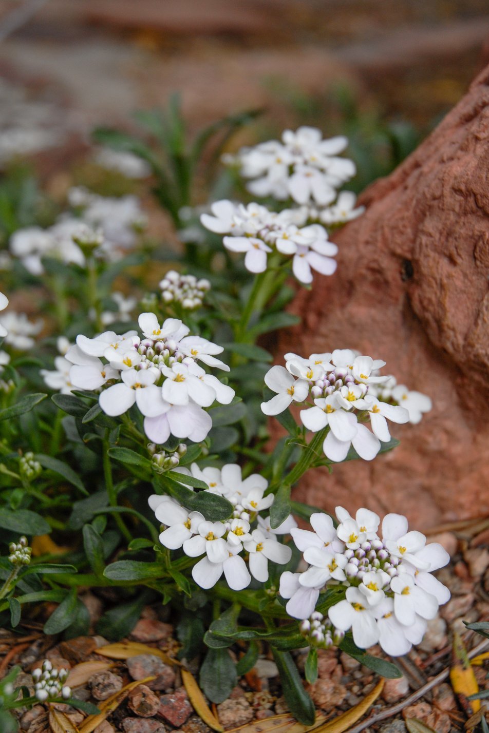 Dwarf Candytuft