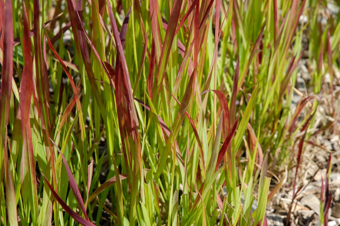 Japanese Blood Grass