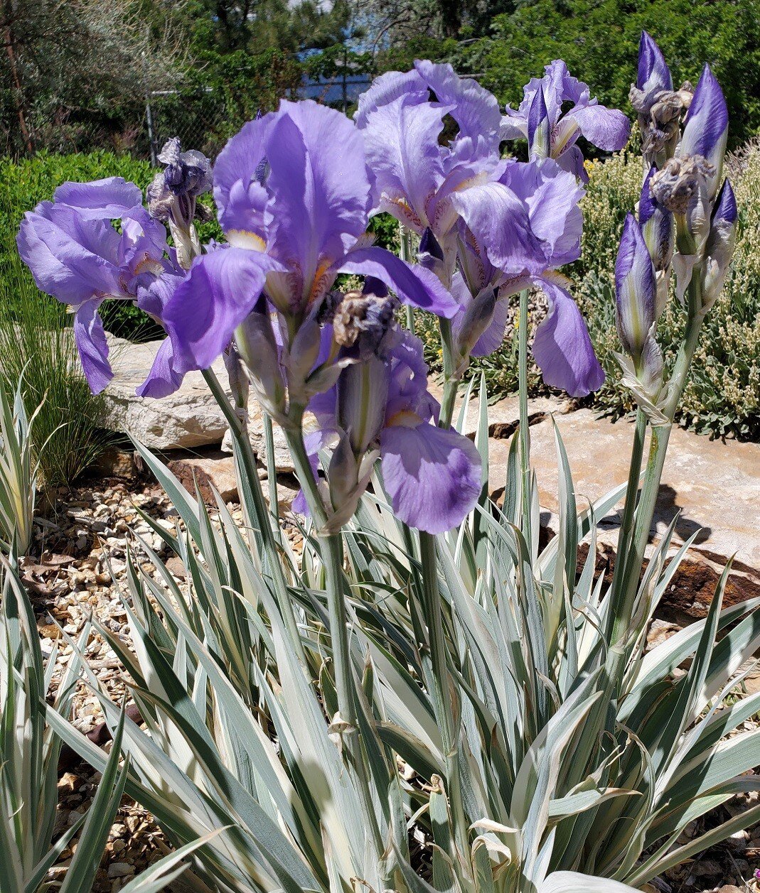 White Dalmatian Iris