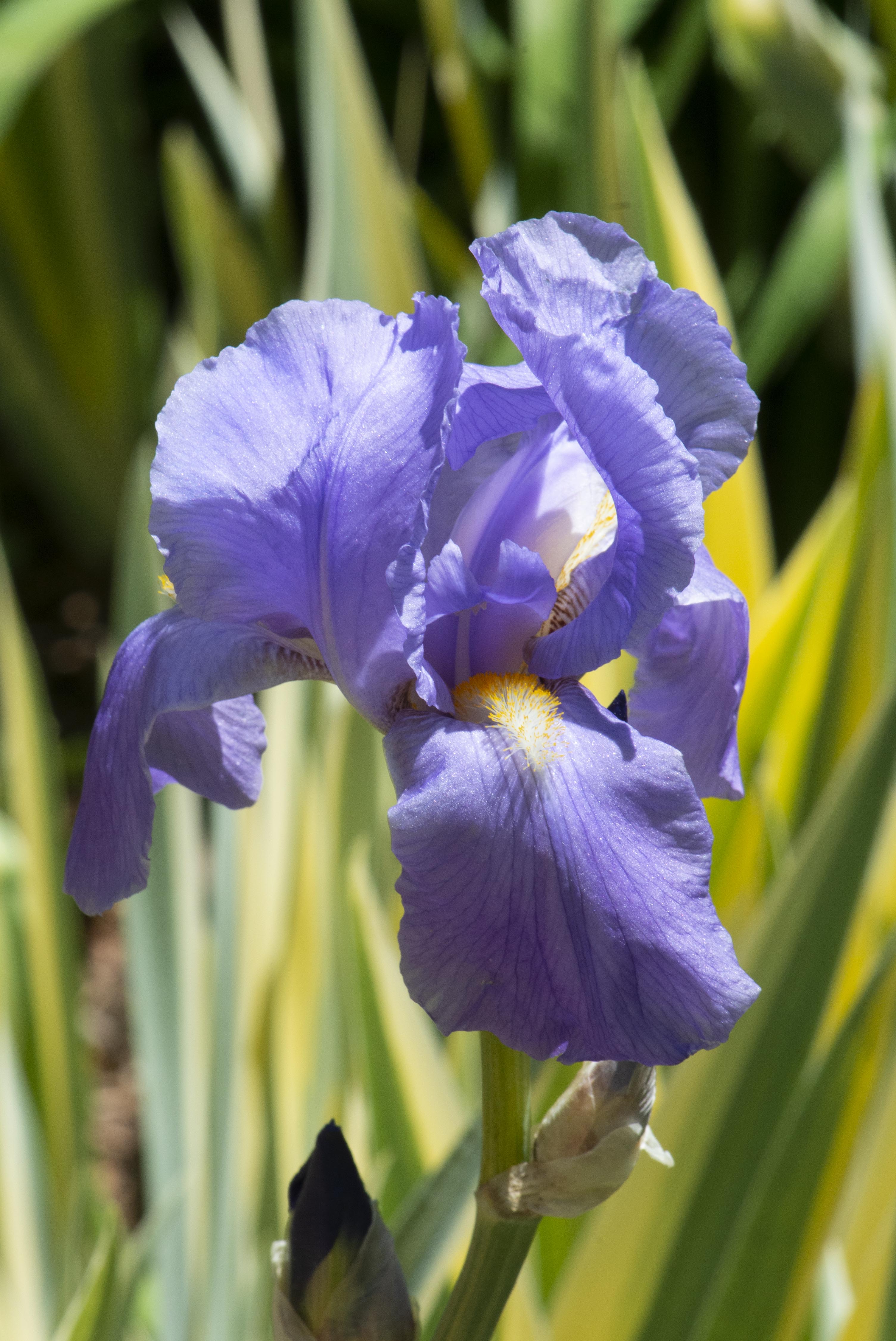 Yellow Dalmatian Iris