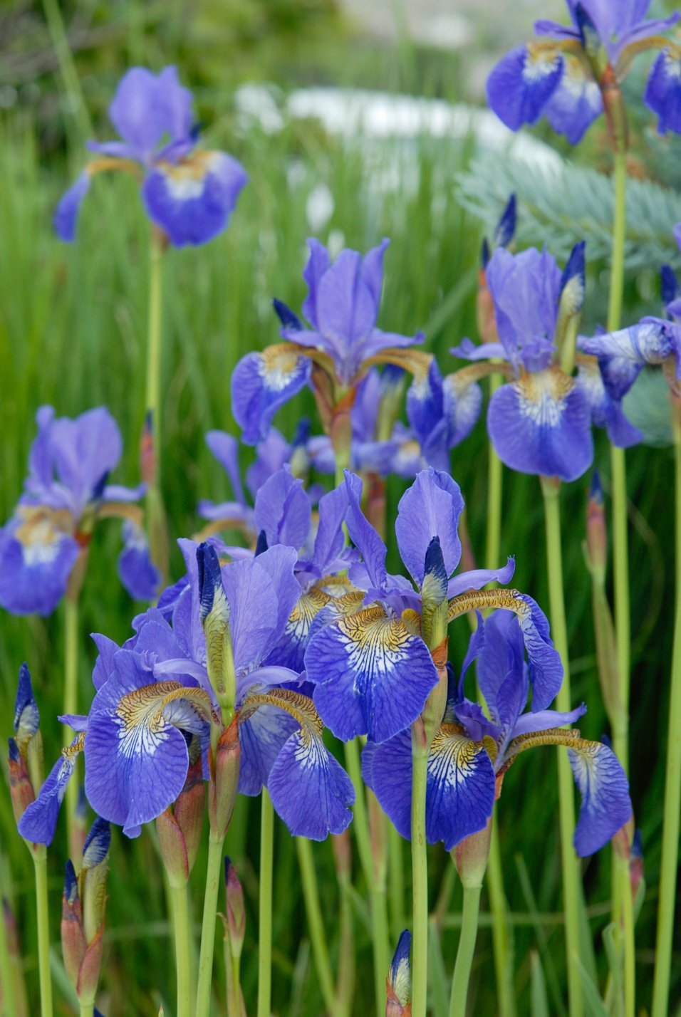 Siberian Iris