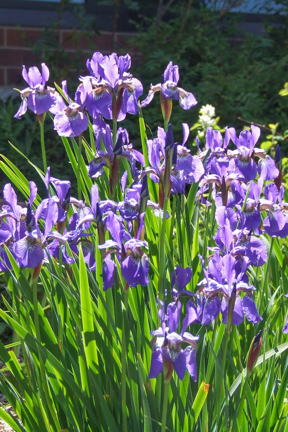 Bearded Iris